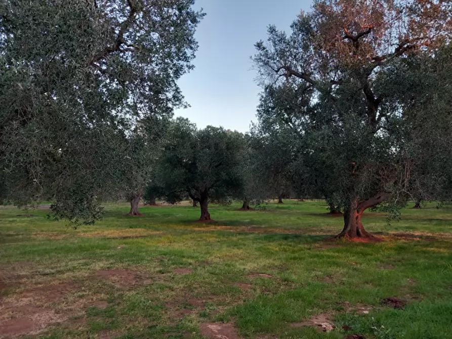 Immagine 21 di Rustico / casale in vendita  in C.da Archi Vecchi a San Michele Salentino