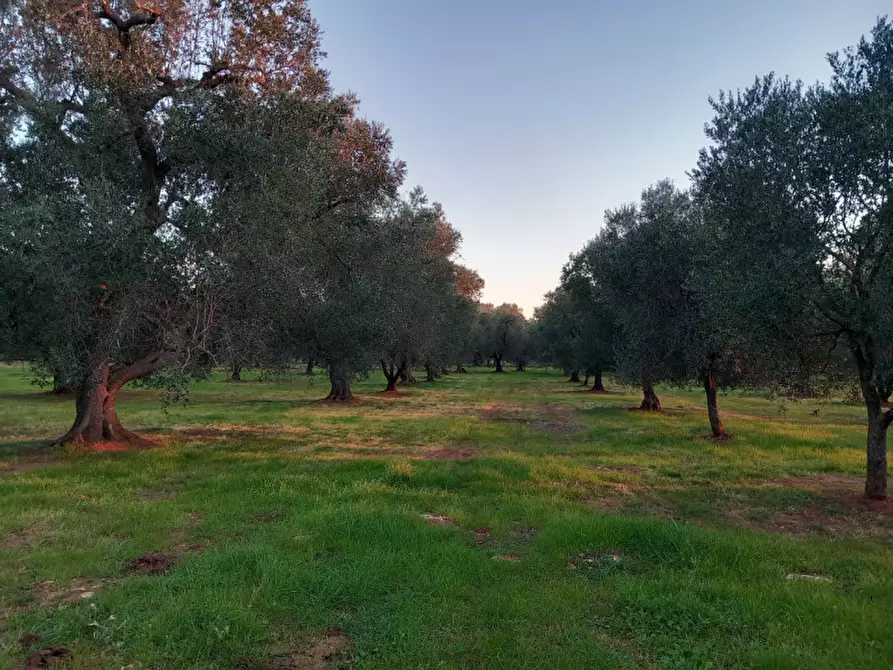 Immagine 22 di Rustico / casale in vendita  in C.da Archi Vecchi a San Michele Salentino