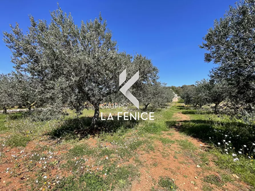 Immagine 7 di Rustico / casale in vendita  in c.da Tufara a Cisternino