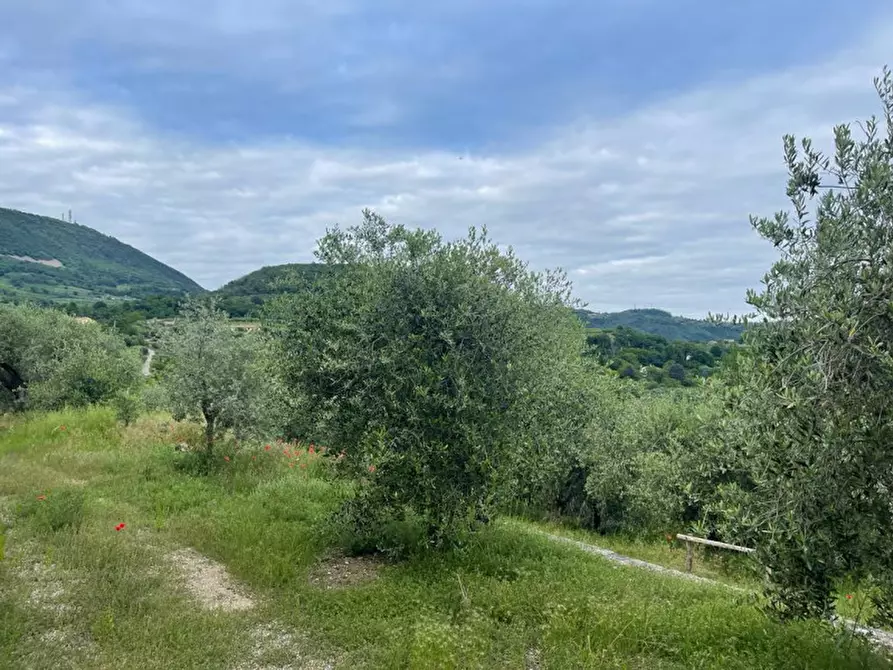 Immagine 10 di Rustico / casale in vendita  in VIA CROSAROLA a Cinto Euganeo