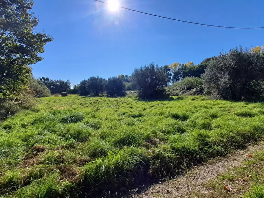 Immagine 2 di Terreno in vendita  a Tuoro Sul Trasimeno