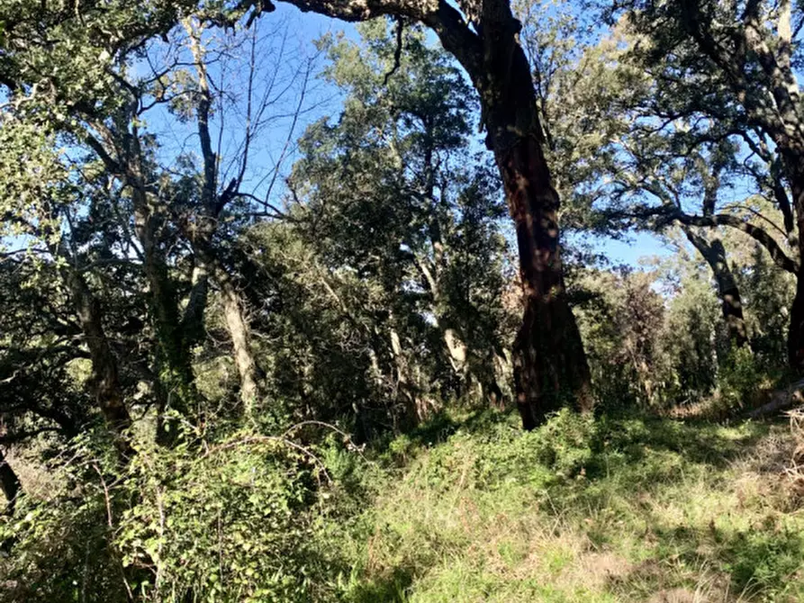 Immagine 32 di Casa bifamiliare in vendita  a Calangianus