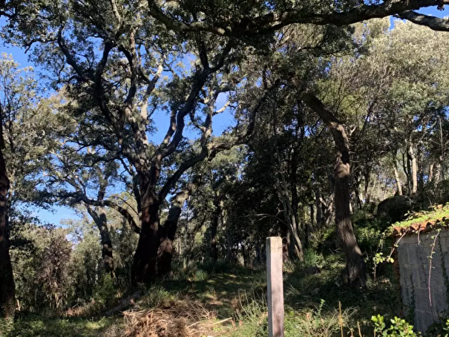 Immagine 36 di Casa bifamiliare in vendita  a Calangianus