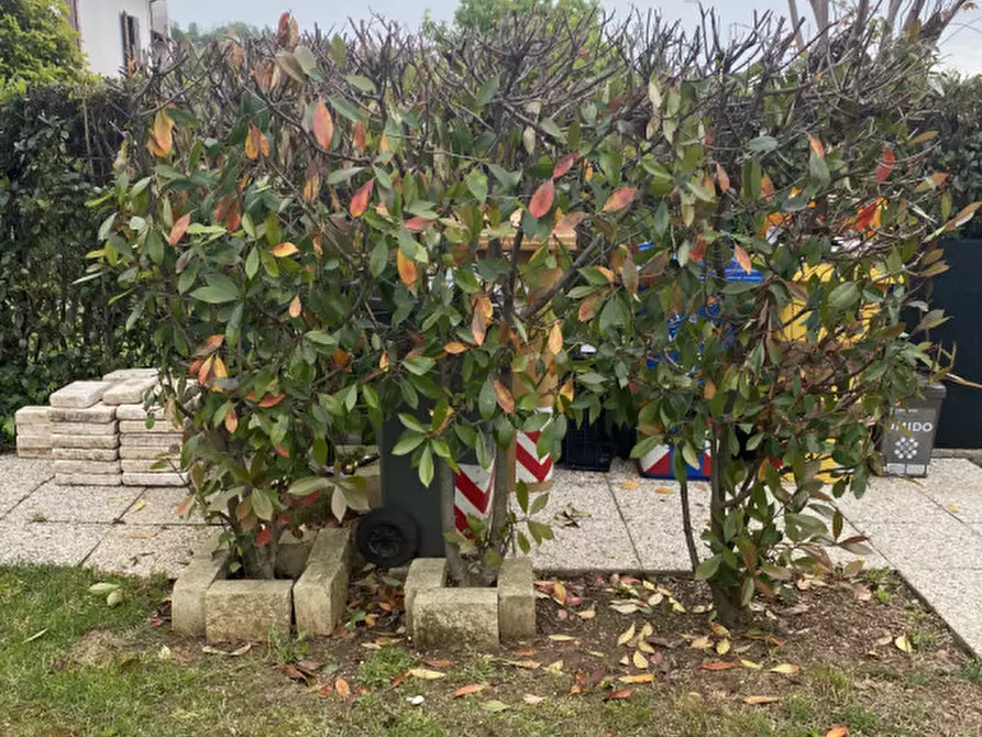 Immagine 17 di Villetta a schiera in vendita  in Via Bianchetti biadene a Montebelluna