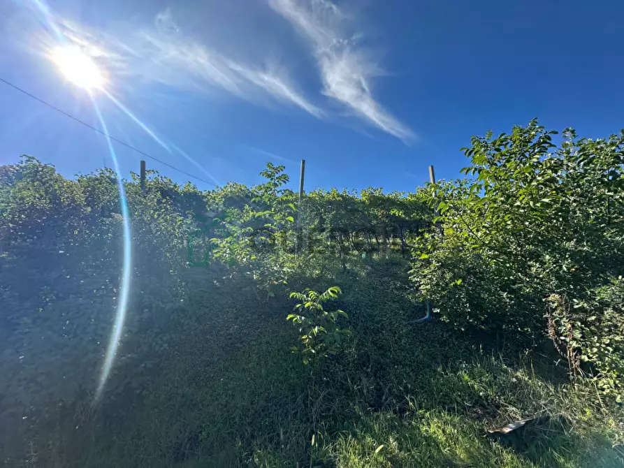 Immagine 5 di Terreno in vendita  in Via Recoaretto a Soave