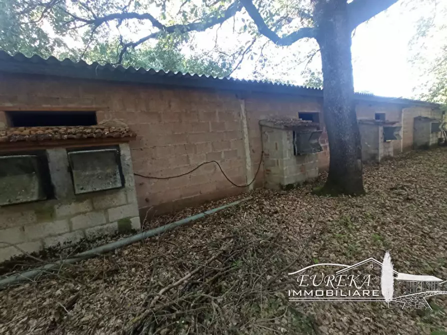 Immagine 3 di Capannone industriale in vendita  in bertoni a Castiglione Del Lago
