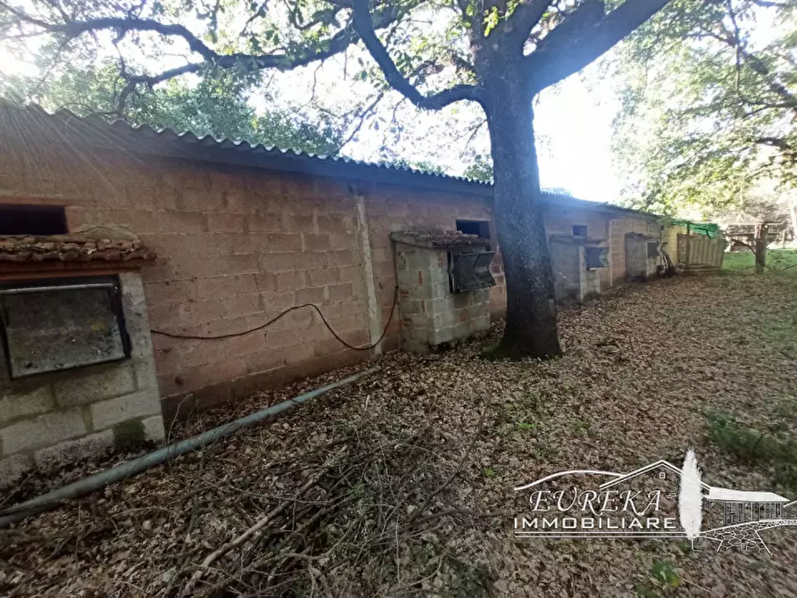 Immagine 4 di Capannone industriale in vendita  in bertoni a Castiglione Del Lago