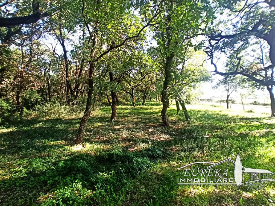 Immagine 7 di Capannone industriale in vendita  in bertoni a Castiglione Del Lago