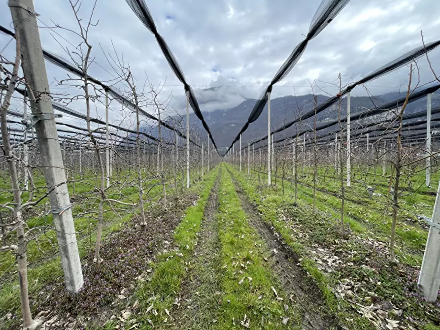 Immagine 3 di Terreno in vendita  in Salorno a Salorno .Salurn.