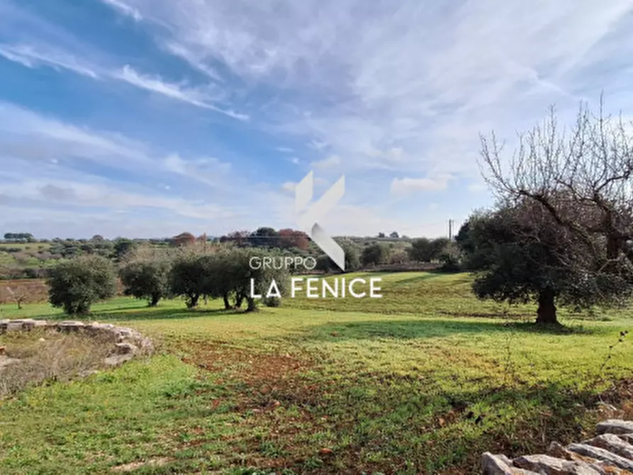Immagine 6 di Terreno in vendita  in contrada Monte Tre Carlini a Martina Franca