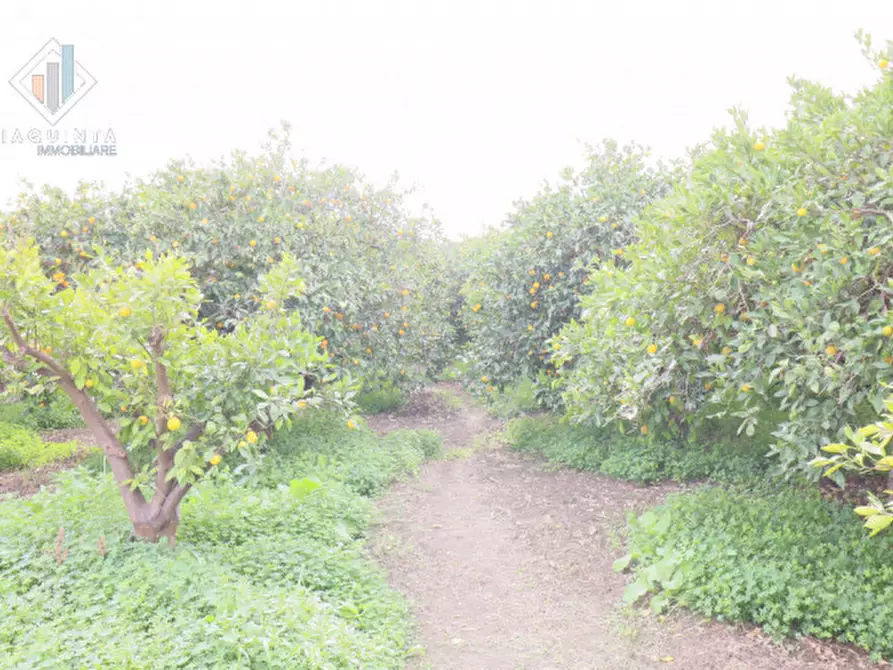 Immagine 6 di Terreno in vendita  in c.da Ficuzza Santa Barbara snc a Mineo