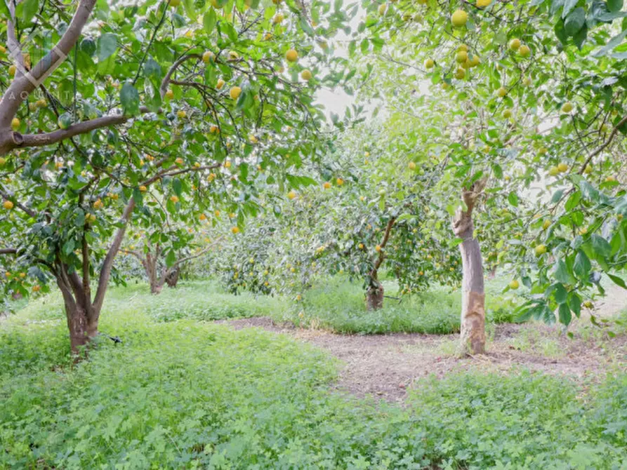 Immagine 7 di Terreno in vendita  in c.da Ficuzza Santa Barbara snc a Mineo