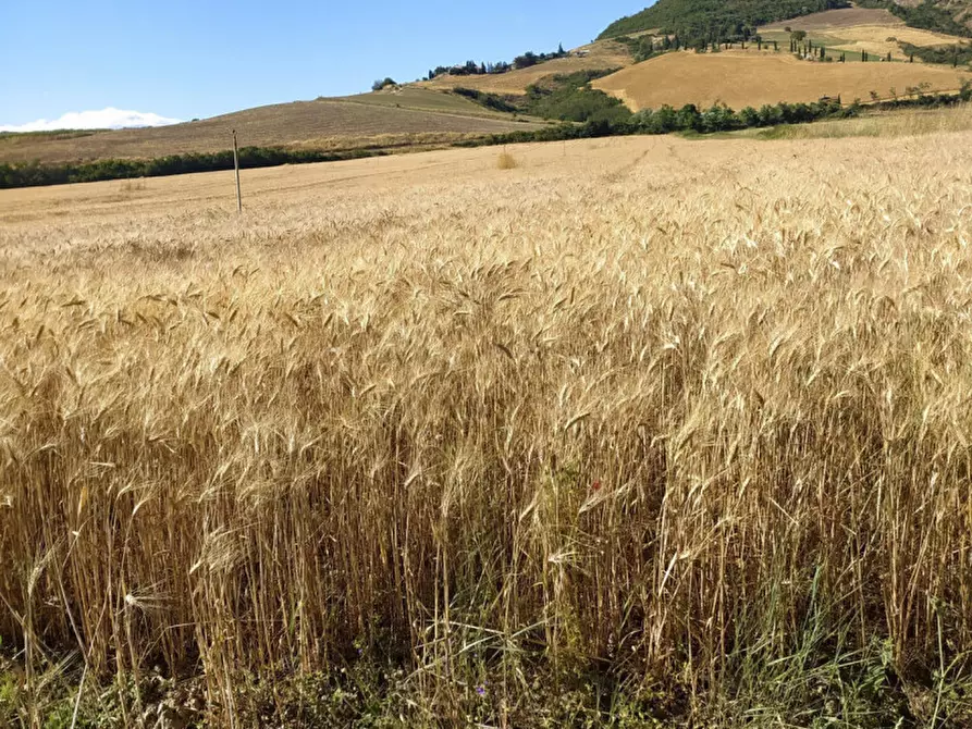 Immagine 5 di Terreno in vendita  in località Podere il Gattinetto a San Casciano Dei Bagni
