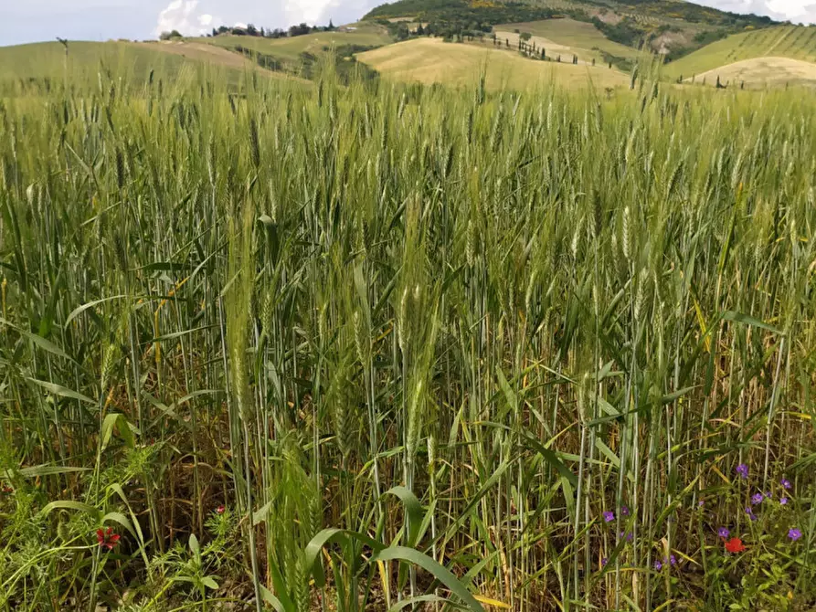 Immagine 6 di Terreno in vendita  in località Podere il Gattinetto a San Casciano Dei Bagni