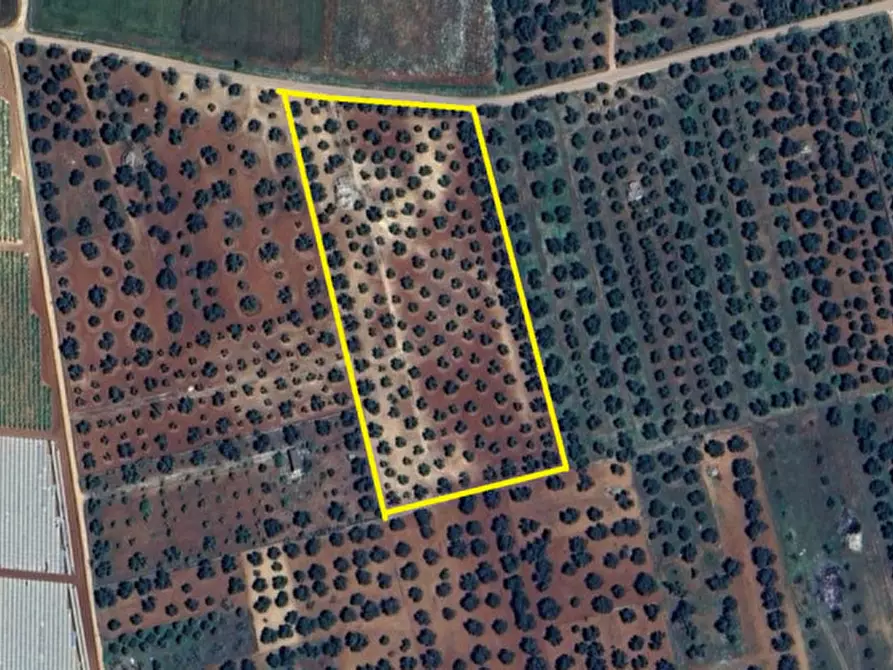 Immagine 22 di Rustico / casale in vendita  in C.da Don Giulio a Francavilla Fontana