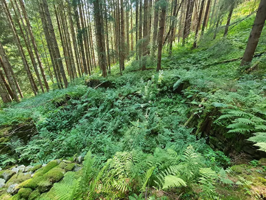 Immagine 7 di Rustico / casale in vendita  in località Plum Plumer a Sella Giudicarie