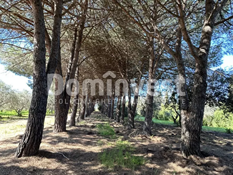 Immagine 43 di Rustico / casale in vendita  in Sp Val Marina a Capalbio