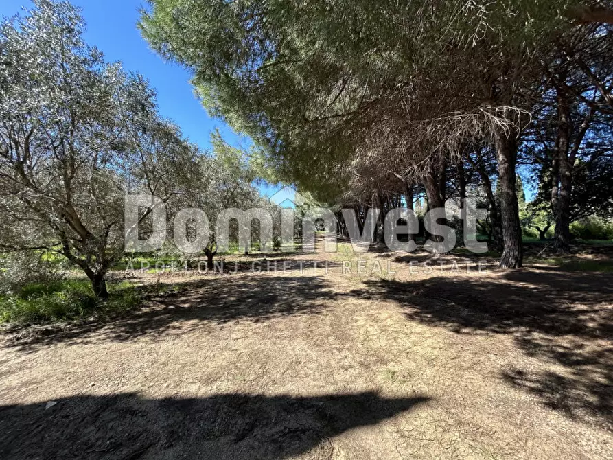 Immagine 44 di Rustico / casale in vendita  in Sp Val Marina a Capalbio