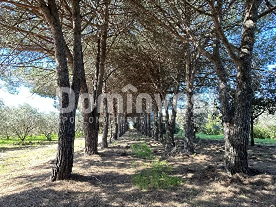 Immagine 46 di Rustico / casale in vendita  in Sp Val Marina a Capalbio