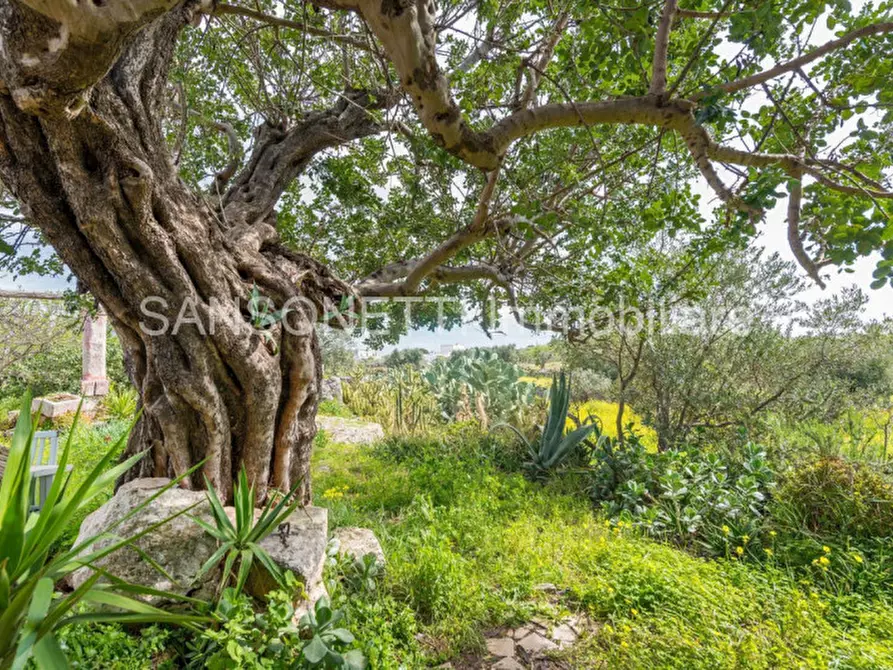 Immagine 42 di Rustico / casale in vendita  in MASSERIOLA a Fasano