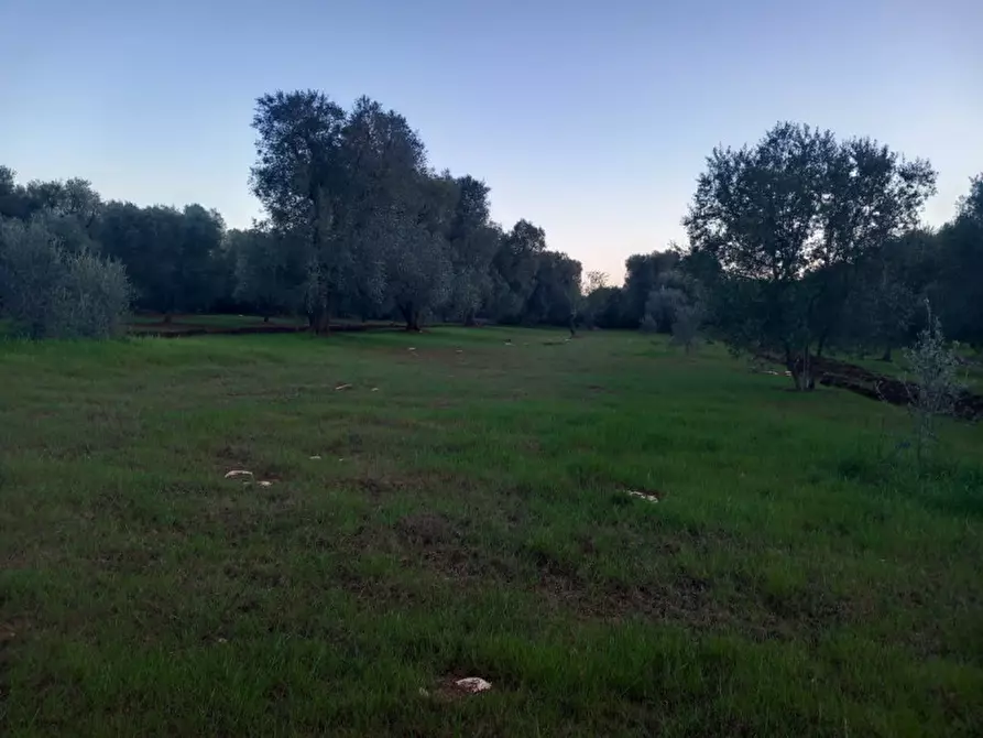 Immagine 22 di Rustico / casale in vendita  in C.da Palmo a Francavilla Fontana