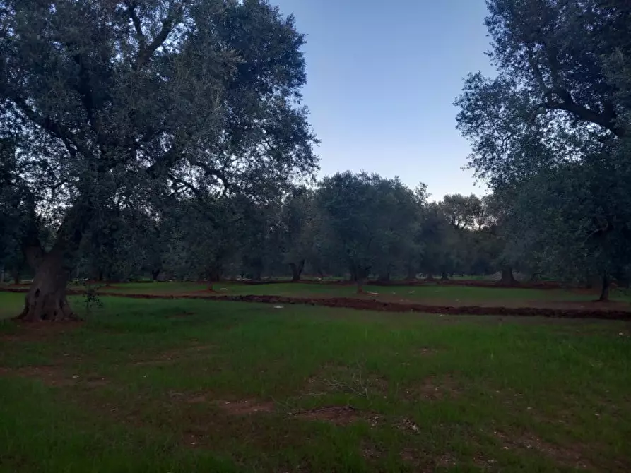 Immagine 23 di Rustico / casale in vendita  in C.da Palmo a Francavilla Fontana