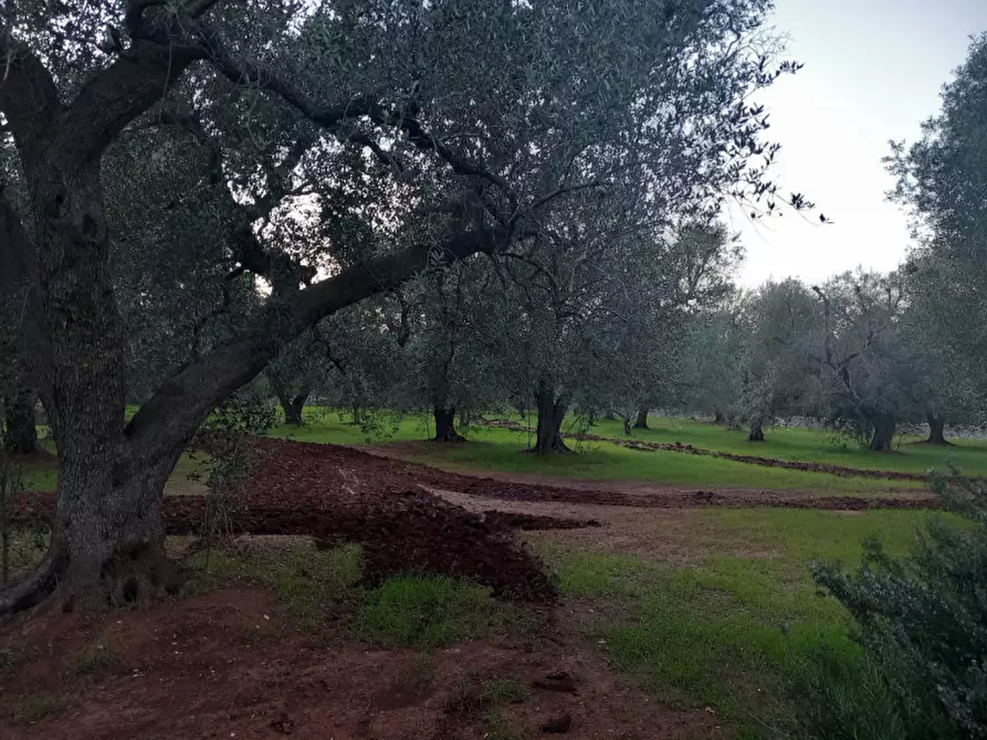 Immagine 28 di Rustico / casale in vendita  in C.da Palmo a Francavilla Fontana
