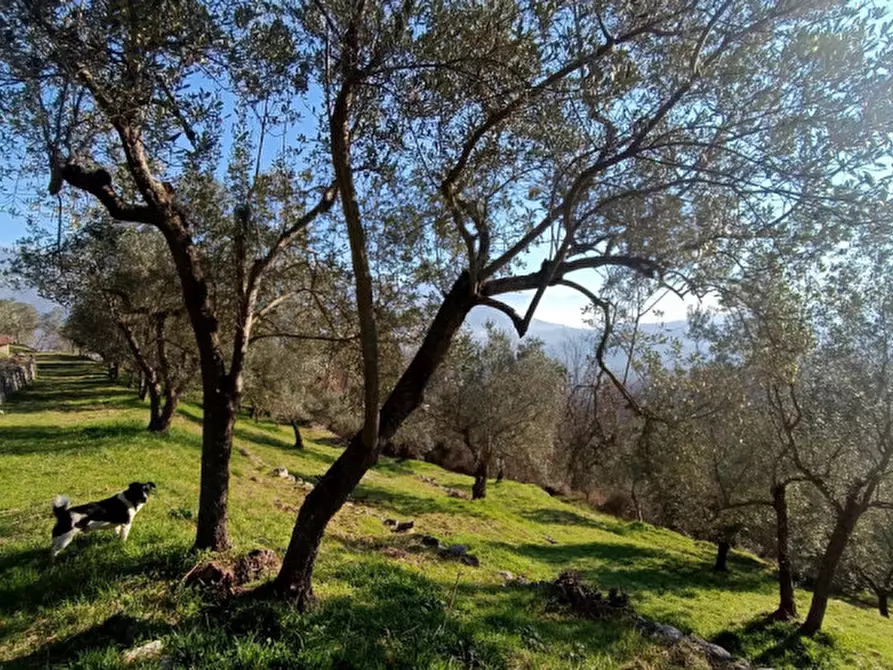 Immagine 3 di Terreno in vendita  in Via Colle Mastroianni località Solagna a Fontechiari