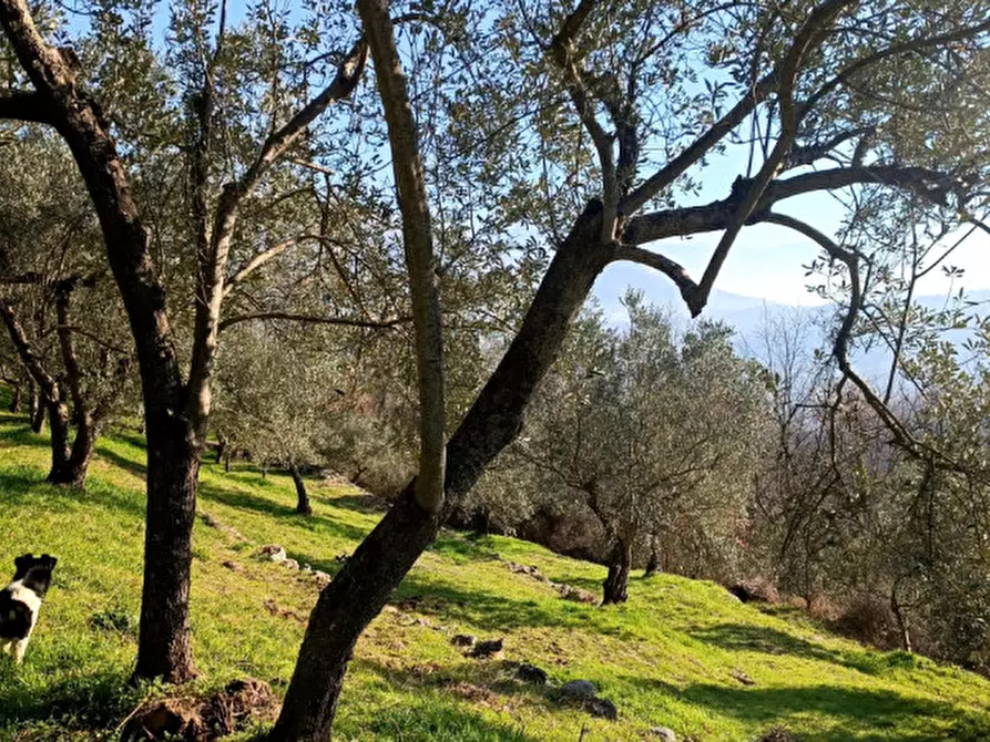 Immagine 4 di Terreno in vendita  in Via Colle Mastroianni località Solagna a Fontechiari