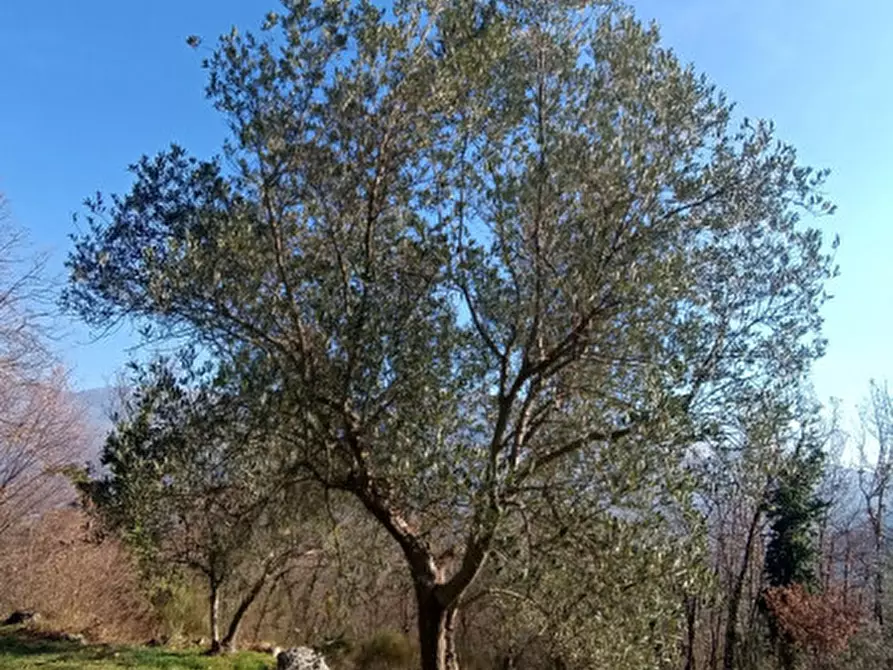 Immagine 5 di Terreno in vendita  in Via Colle Mastroianni località Solagna a Fontechiari