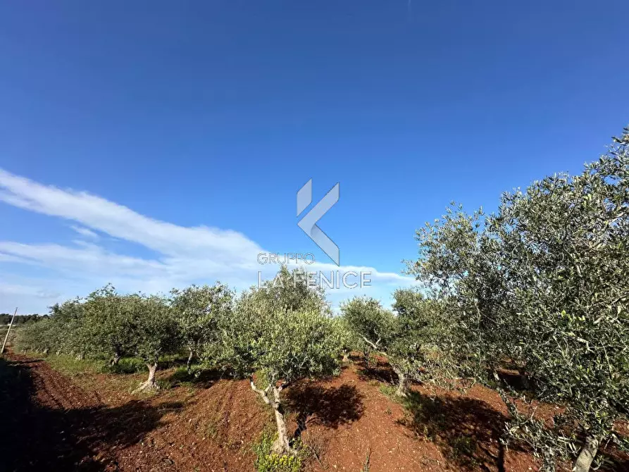 Immagine 17 di Rustico / casale in vendita  in contrada guarini a Martina Franca