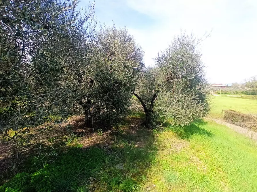 Immagine 2 di Terreno in vendita  a Castiglione Del Lago
