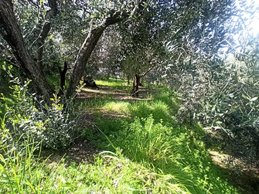 Immagine 3 di Terreno in vendita  a Castiglione Del Lago