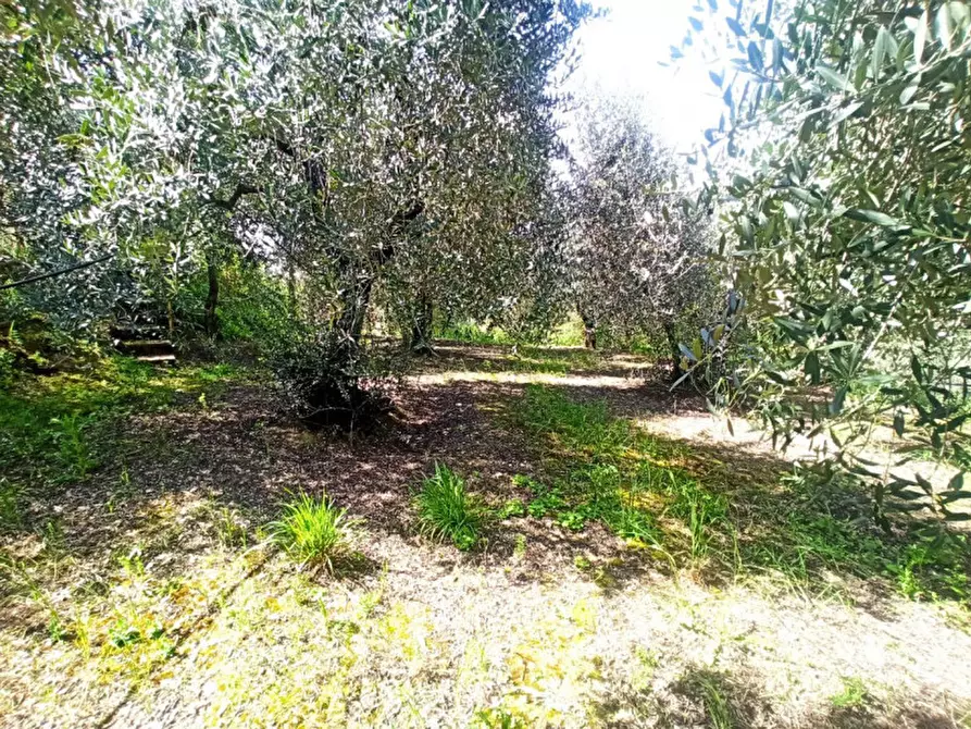 Immagine 5 di Terreno in vendita  a Castiglione Del Lago