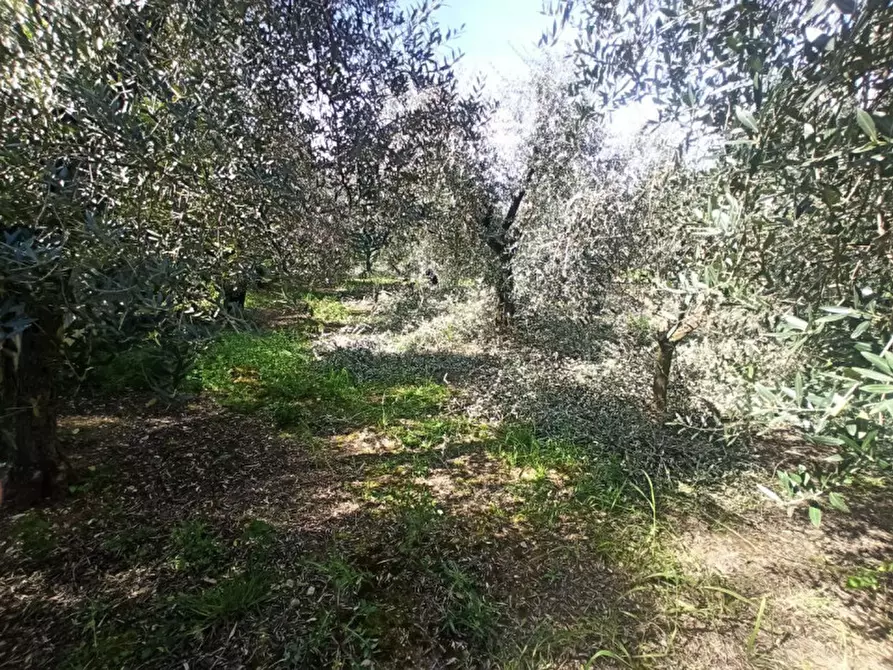 Immagine 6 di Terreno in vendita  a Castiglione Del Lago