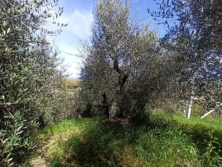 Immagine 7 di Terreno in vendita  a Castiglione Del Lago