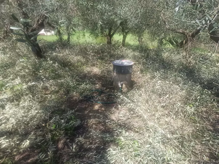 Immagine 11 di Terreno in vendita  a Castiglione Del Lago