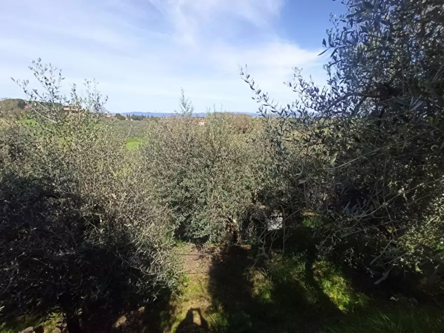 Immagine 12 di Terreno in vendita  a Castiglione Del Lago