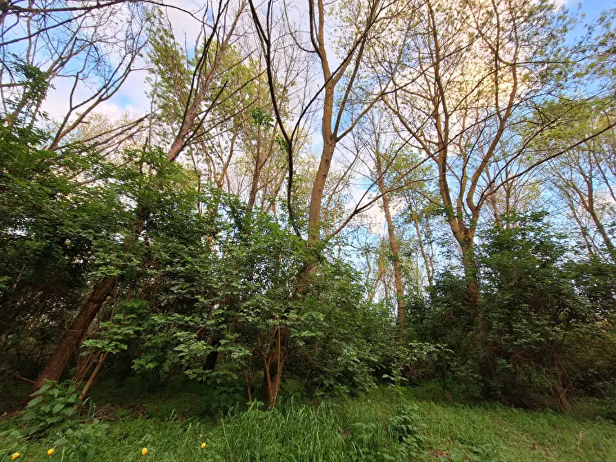 Immagine 1 di Terreno in vendita  a Tuoro Sul Trasimeno