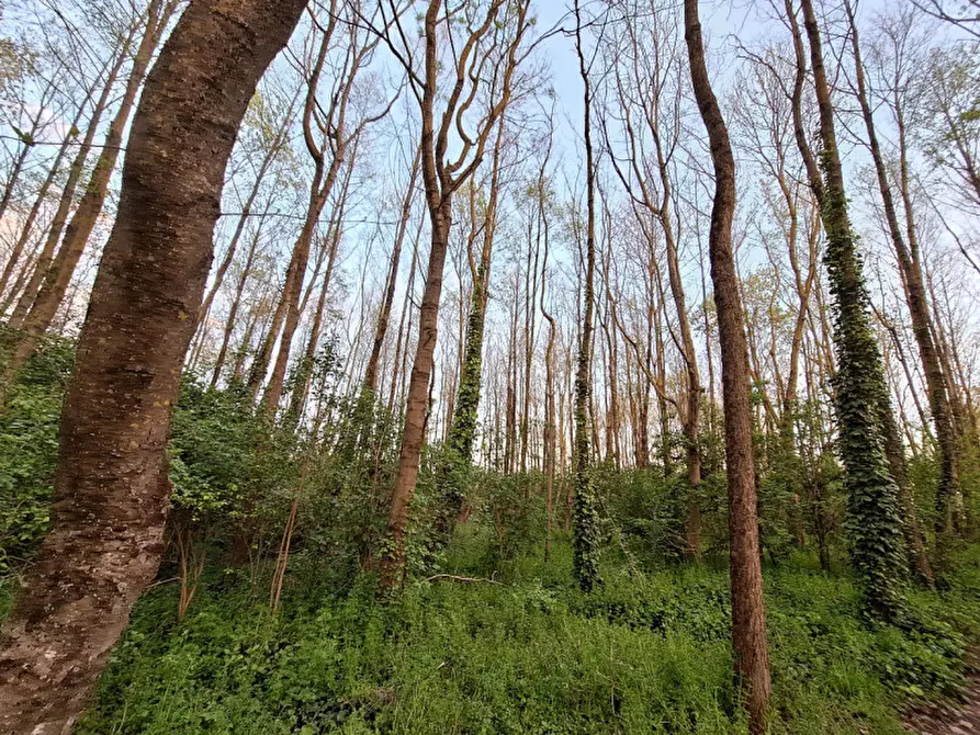 Immagine 1 di Terreno in vendita  a Tuoro Sul Trasimeno