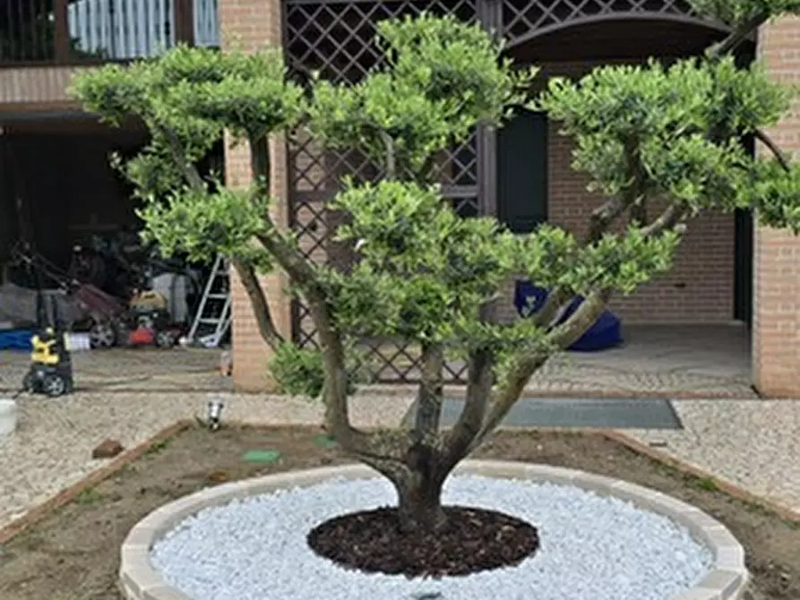 Immagine 6 di Casa indipendente in vendita  a San Giorgio Delle Pertiche