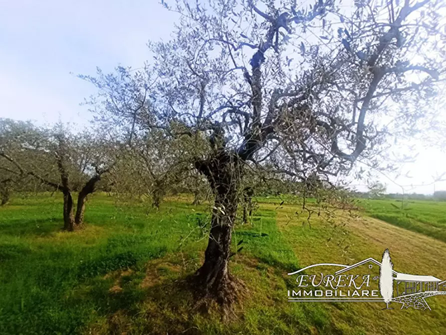 Immagine 2 di Terreno in vendita  in località Vitellino a Castiglione Del Lago
