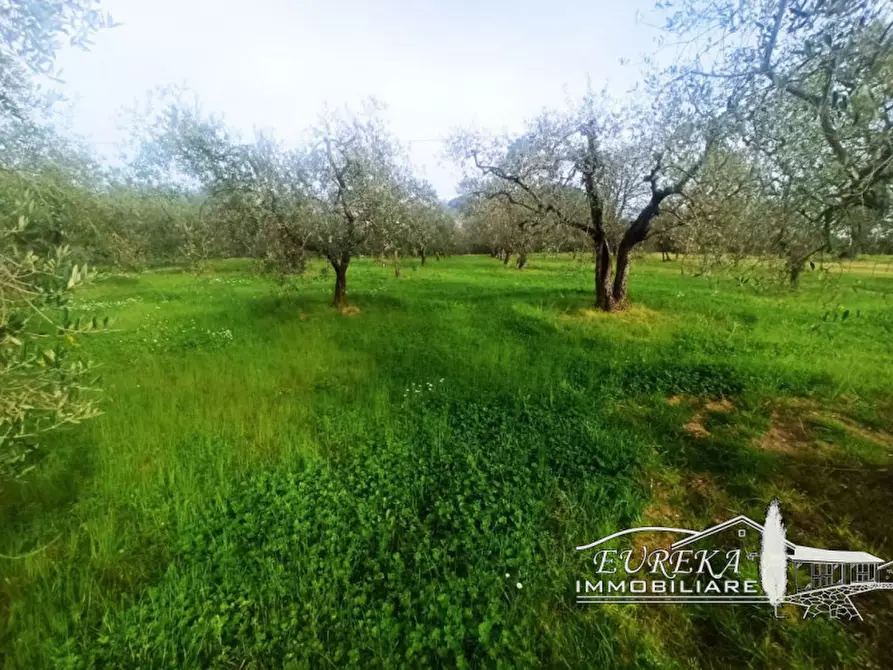 Immagine 3 di Terreno in vendita  in località Vitellino a Castiglione Del Lago