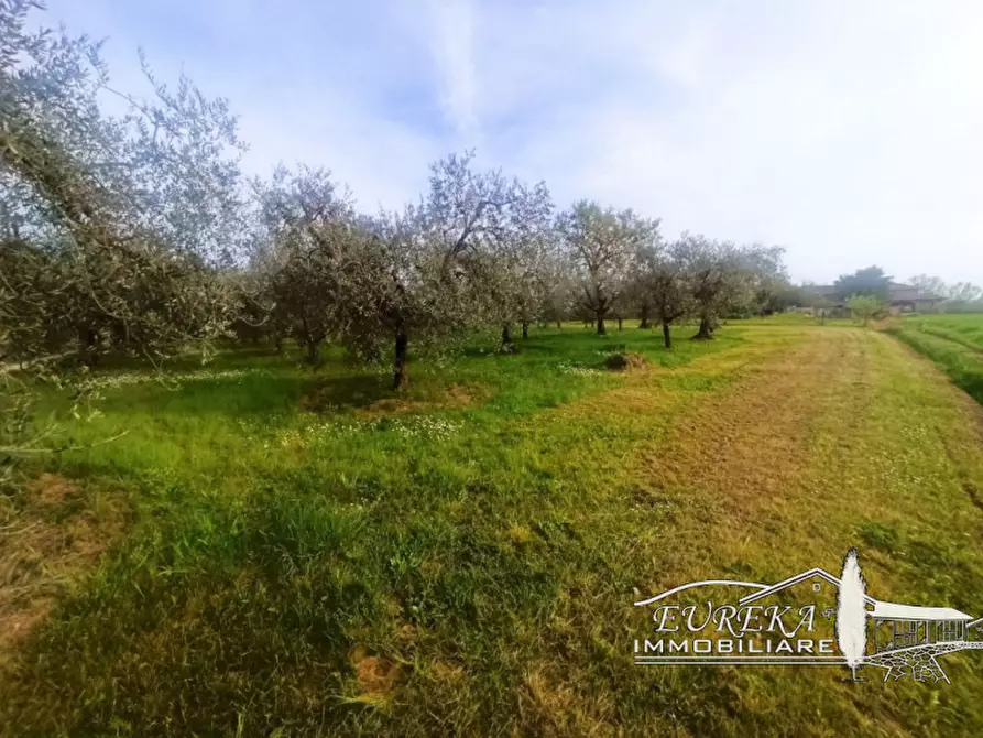 Immagine 4 di Terreno in vendita  in località Vitellino a Castiglione Del Lago