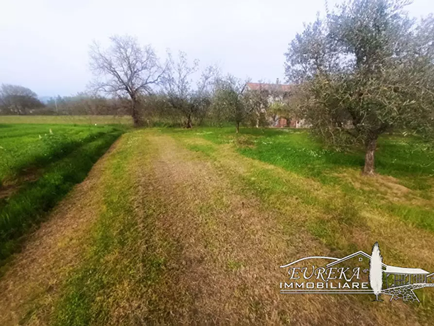 Immagine 5 di Terreno in vendita  in località Vitellino a Castiglione Del Lago