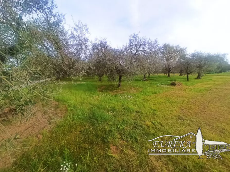 Immagine 6 di Terreno in vendita  in località Vitellino a Castiglione Del Lago