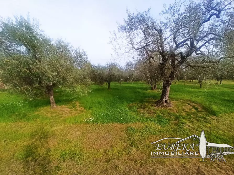 Immagine 7 di Terreno in vendita  in località Vitellino a Castiglione Del Lago