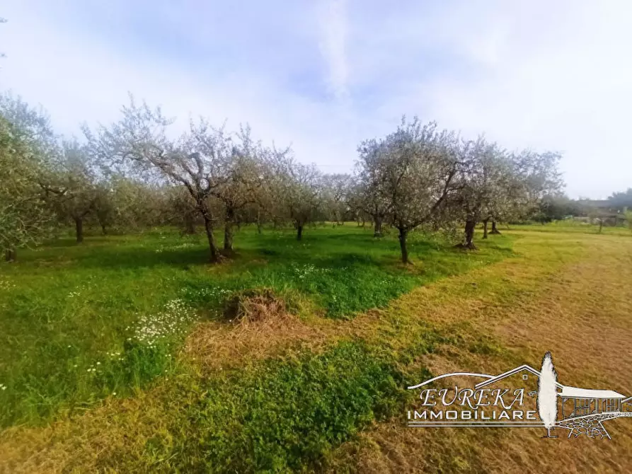 Immagine 8 di Terreno in vendita  in località Vitellino a Castiglione Del Lago