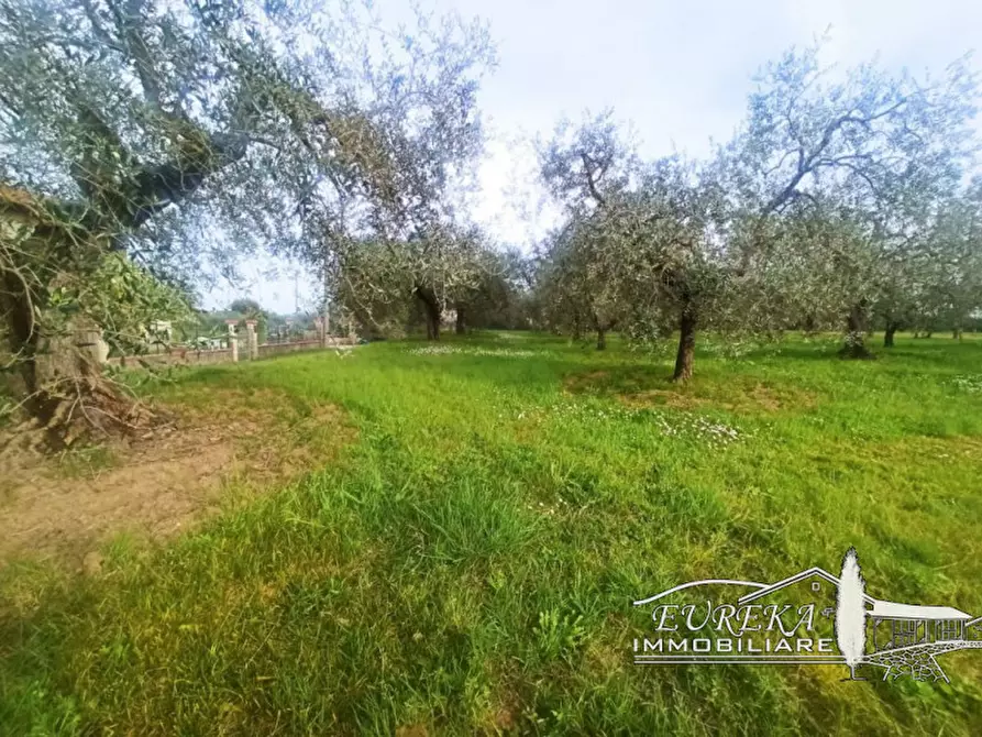 Immagine 9 di Terreno in vendita  in località Vitellino a Castiglione Del Lago