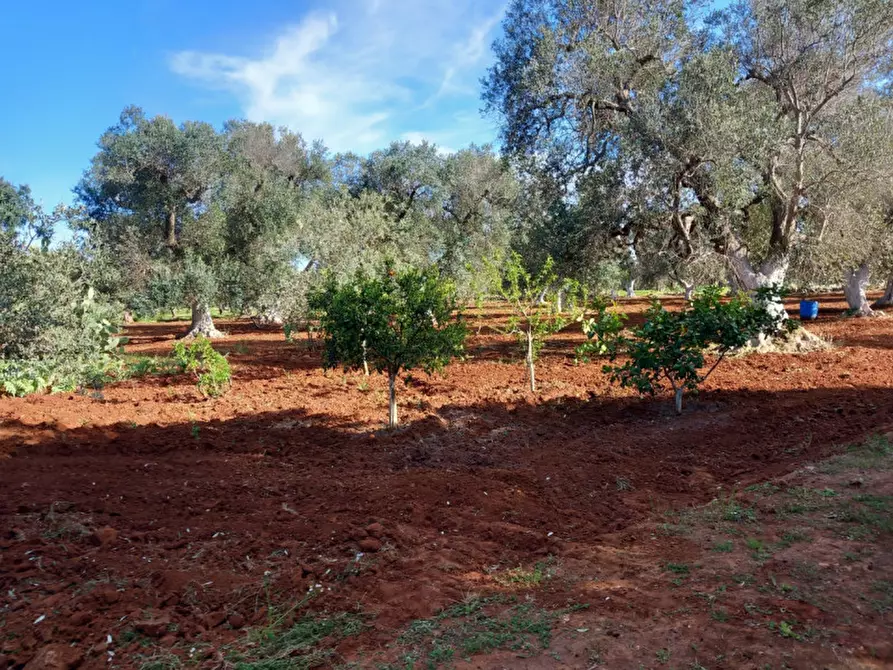 Immagine 20 di Rustico / casale in vendita  in C.da Sardella a San Michele Salentino
